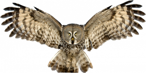 owl flying feathers opened on both sides